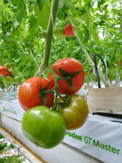 Бэтмен F1 семена томата среднеплодного (Гавриш) – фото 3