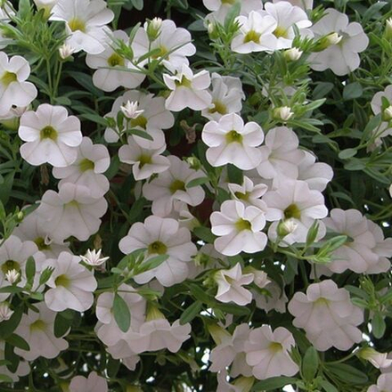 ЕВРО Калибрахоа Million Bells Trailing Ice укореннный черенок ОКС февраль 26 Kohen