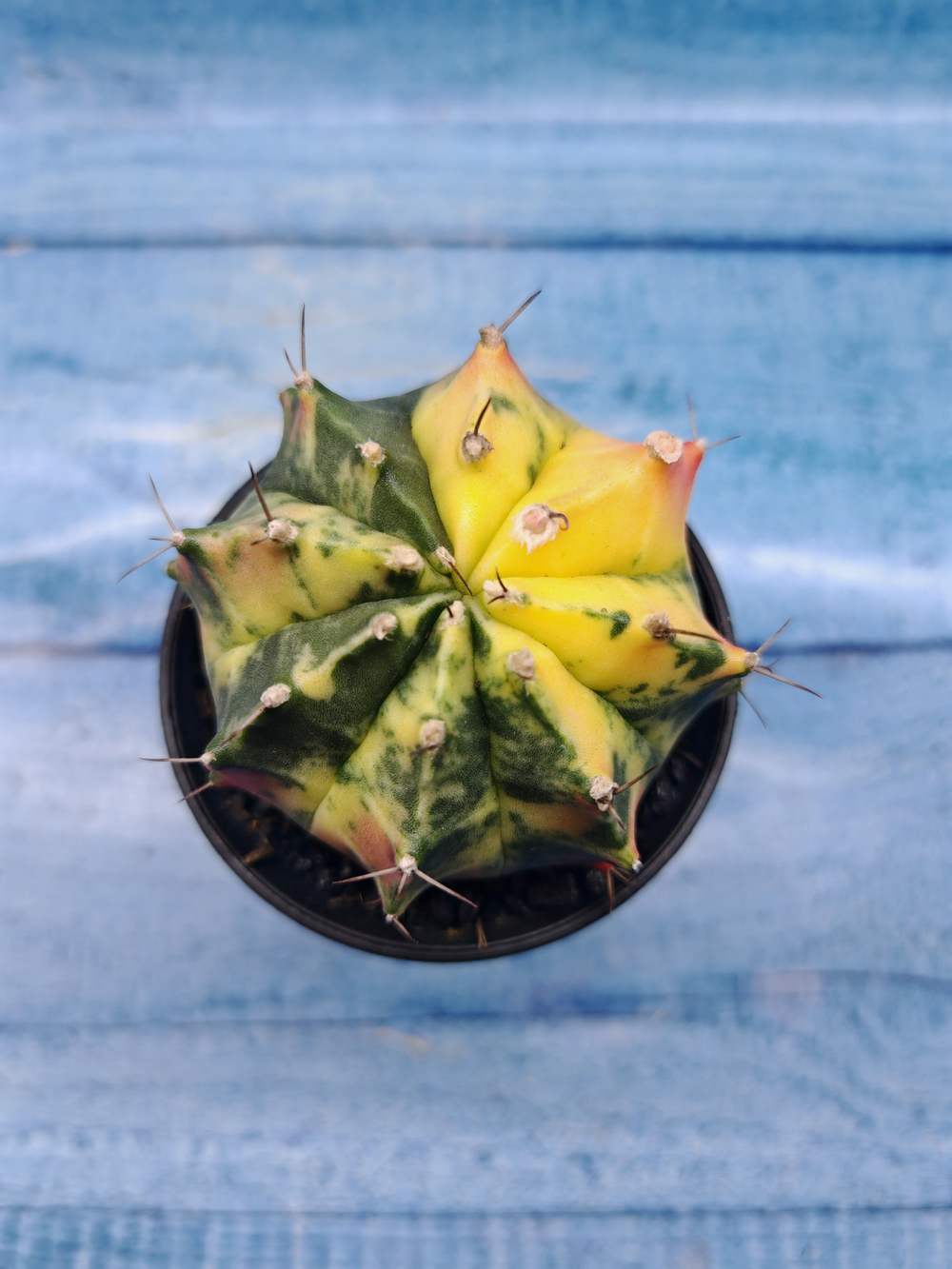 Gymnocalycium Variegata (Гимнокалициум Вариегатный)