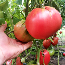 Помидоры Благодарное Сердце