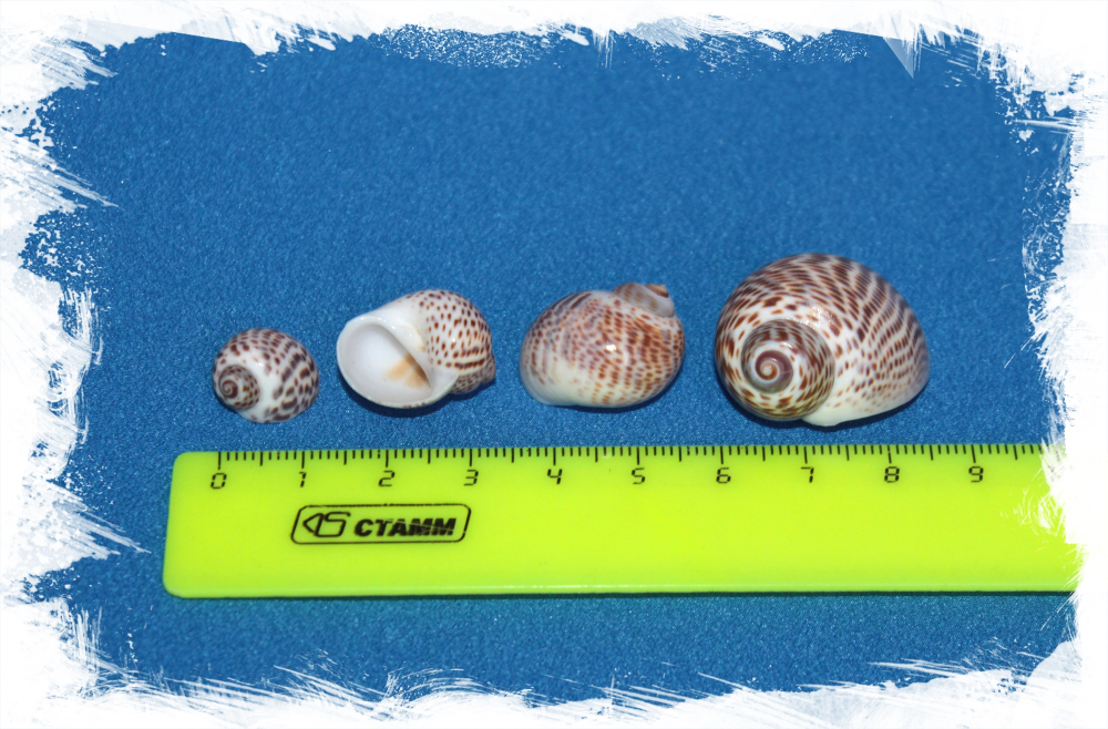 Натика Тигрина, 1-3см, 140гр, 50шт, 250мл