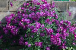 Перпл Скайлайнер (Purple Skyliner)