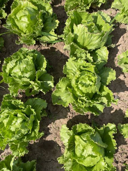 Джасперинас семена салата айсберг Rijk Zwaan-Райк Цваан кочанный