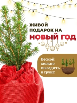 Саженец Ель Коника новогодняя
