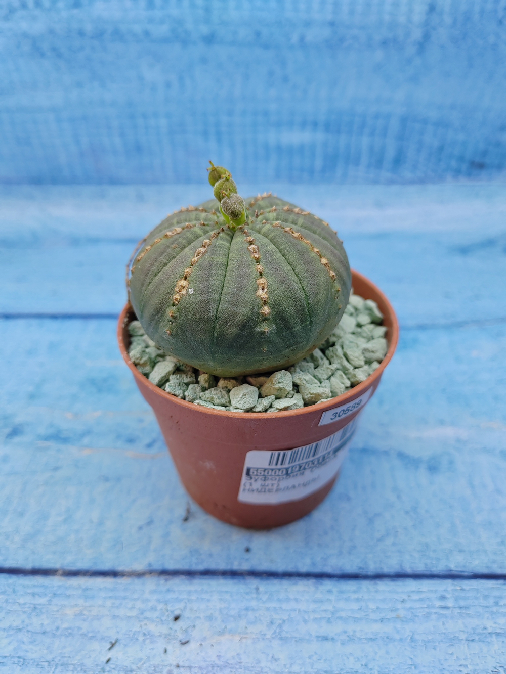 Euphorbia Obesa (Эуфорбия)