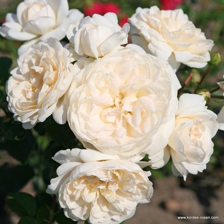 Саммер Меморис (Summer Memories)