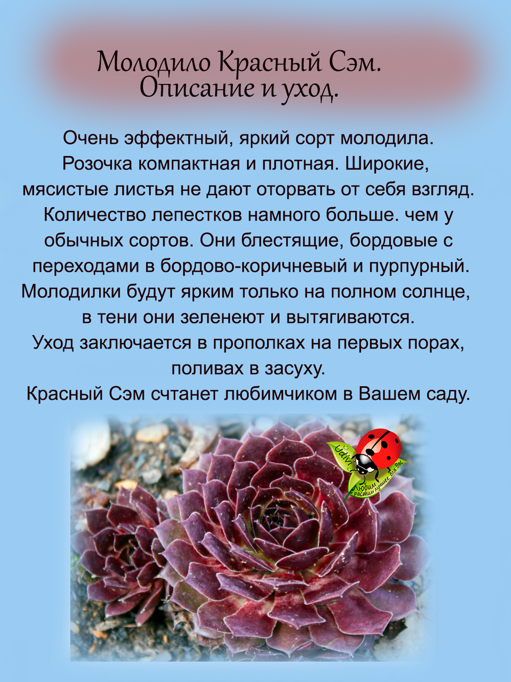 Молодило Красный Сэм каменная роза