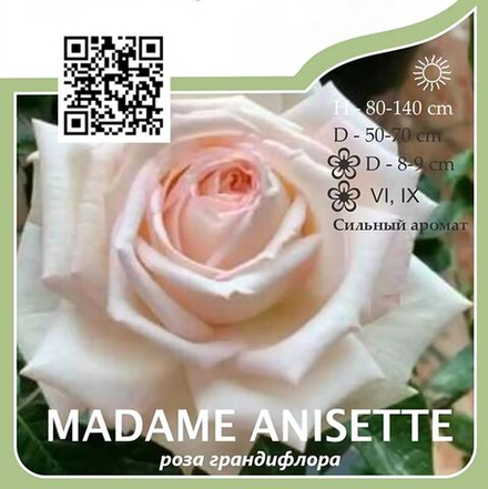 Роза чайно-гибридная "Madame Anisette"