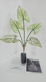 Каладиум / Арт 6367