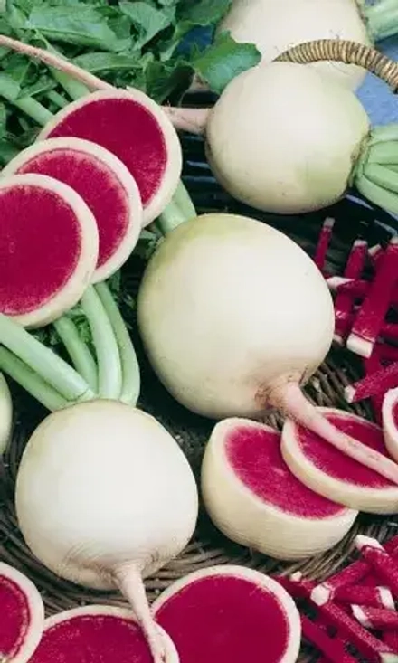 Дайкон Сахарная роза 1гр УрДачник