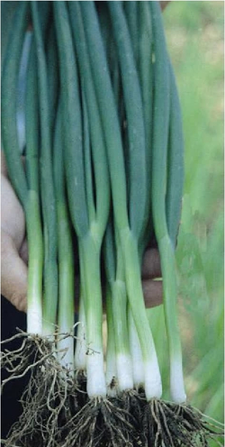 Лук на зелень Тотем (10гр) Витагрин Профи