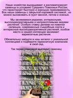 Флокс Кул Вотер метельчатый