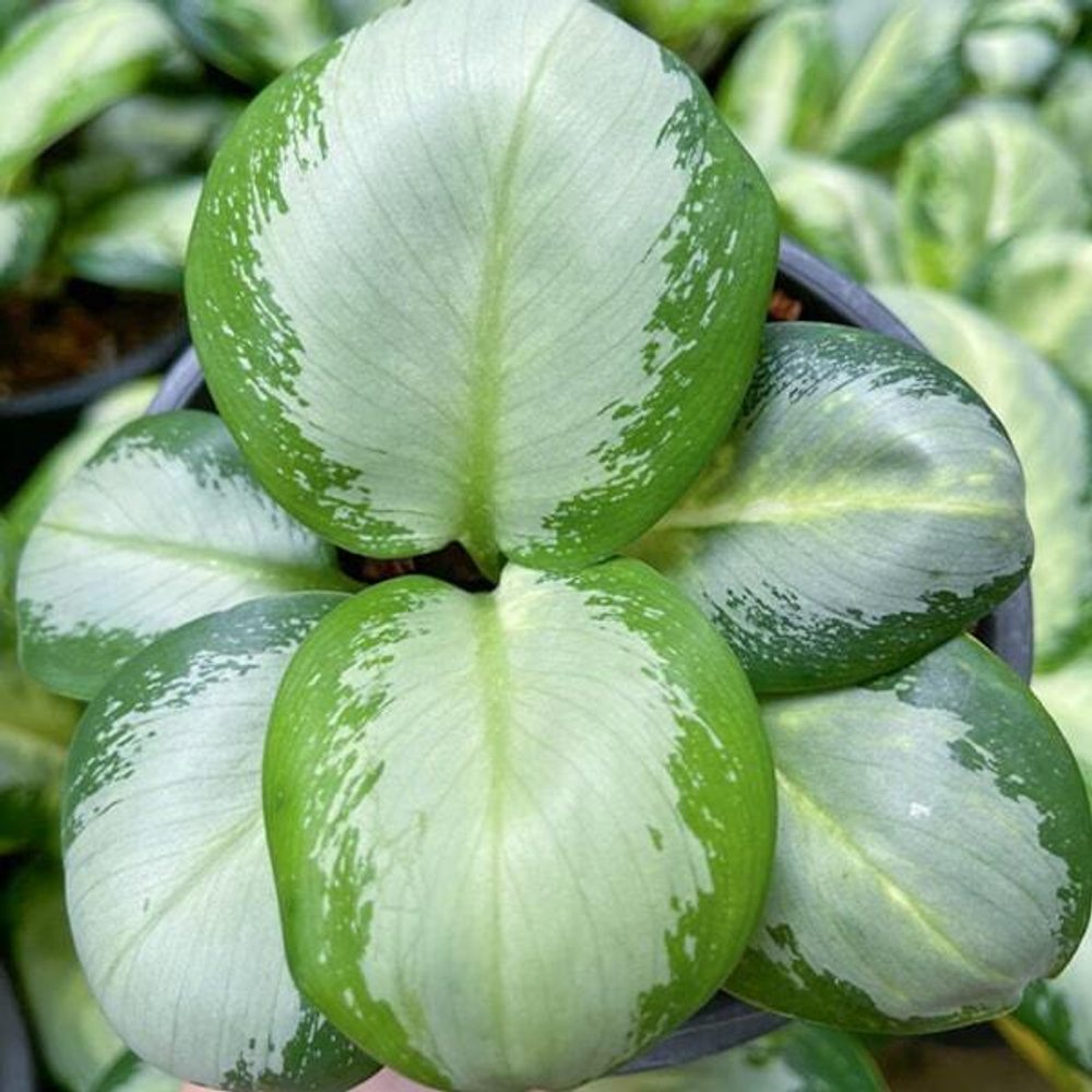 Аглаонема SEDTHEE GAN GLUAY