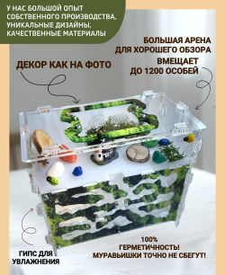 Формикарий «Горный мох» с муравьями в подарок