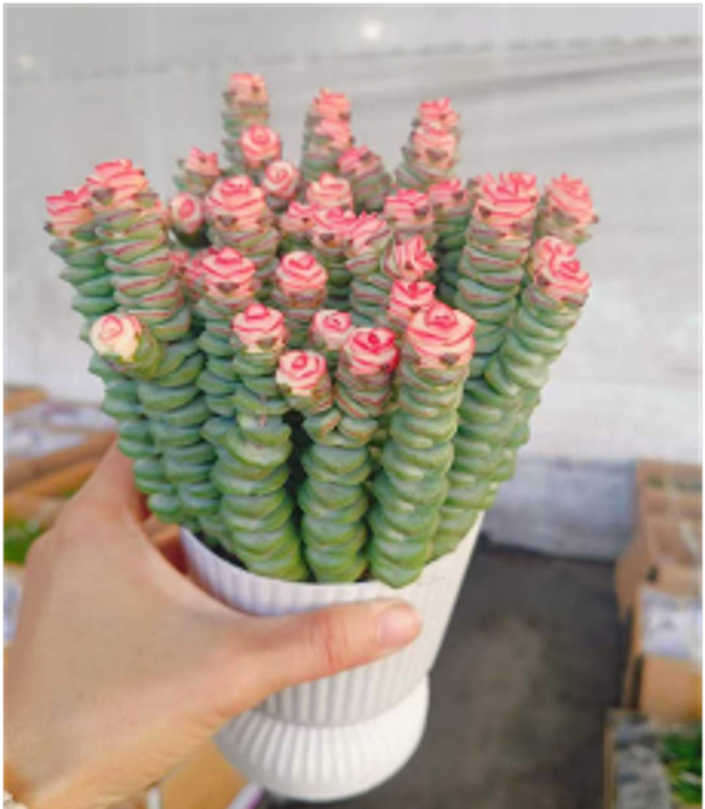 Крассула Марниериана микс д. 11