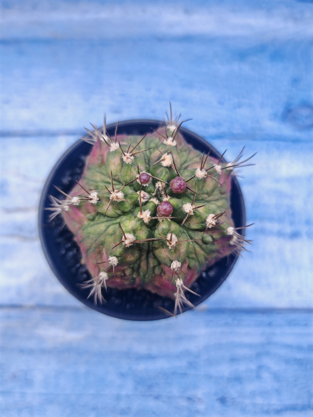 Gymnocalycium T-Rex Pink hybrid (Гимнокалициум)