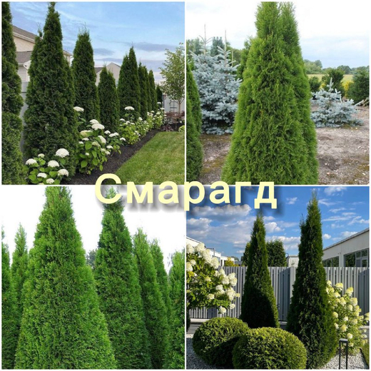 Туя западная Смарагд С3 80-100 см Закупка М84 май 2026