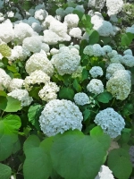 Гортензия древовидная Аннабель