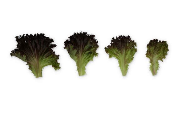 СКАМАНДЕР семена Салата айсберга листового – фото 3