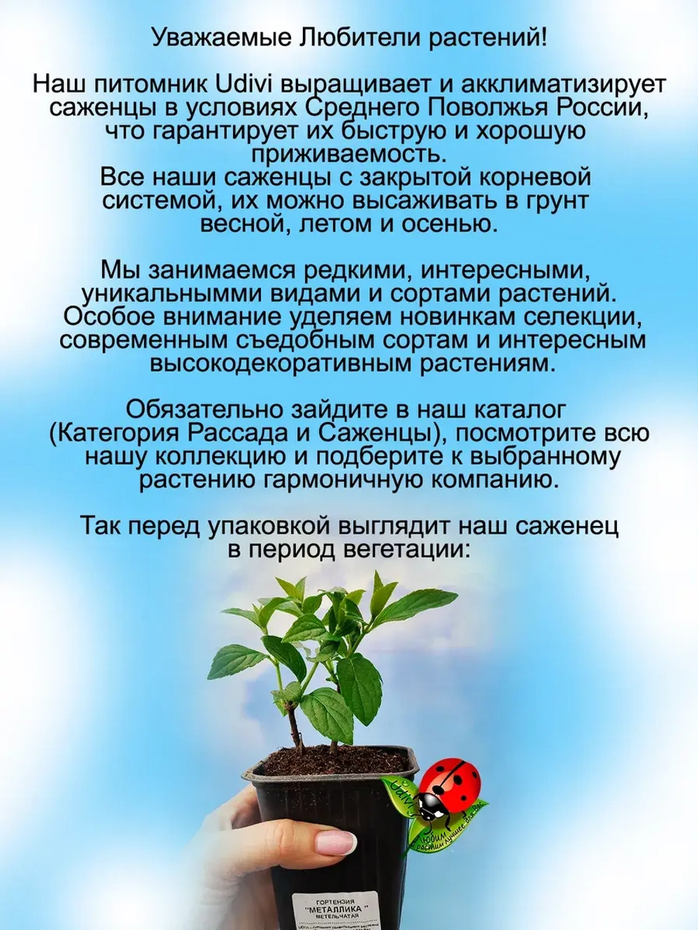 Гортензия Металлика суперновинка метельчатая