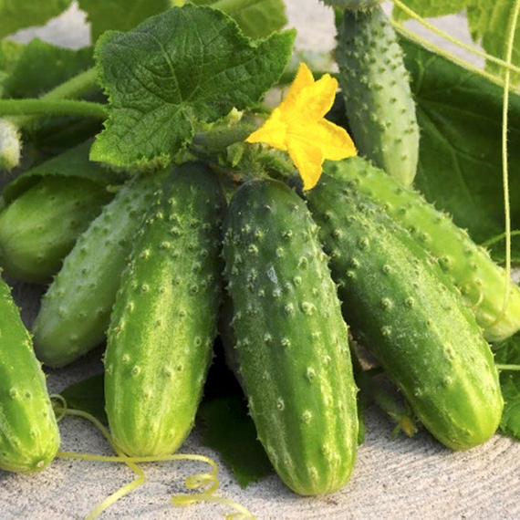 БАРВИНА F1 семена огурца Nunhems отзывы – фото 5