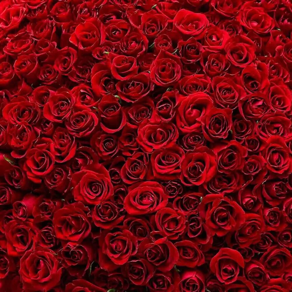 Букет из 301 красной розы Эквадор