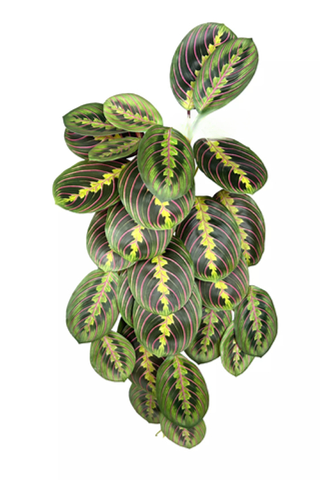 Калатея Маранта крупная