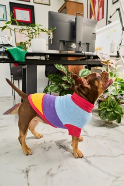 Для собачки