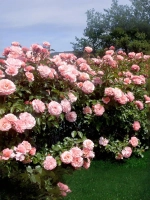 Роза флорибунда Ботичелли