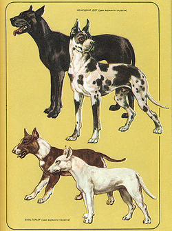 Соседи по планете. Домашние животные