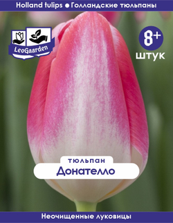 Тюльпан Луковица, Донателло, 8+ шт