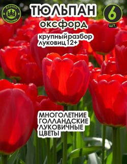 Тюльпан луковичные цветы, Оксфорд, 6 шт, разбор 11/12