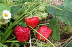 Земляника садовая Максим Гигантелла Максим Р9 Закупка М65 май-июнь 2026