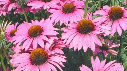 Эхинацея пурпурная