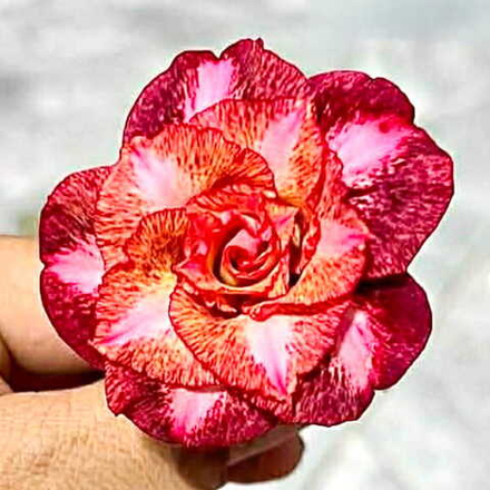 Адениум ADELLA