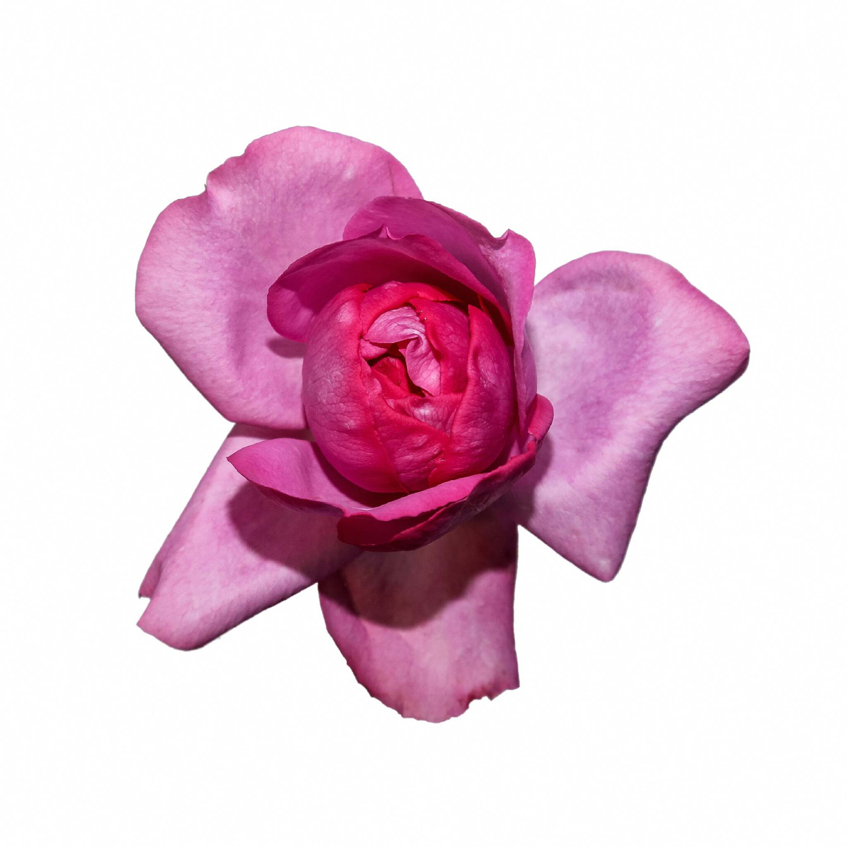 Ив Пьяже (Yves Piaget) — именитая пионовидная душистая роза