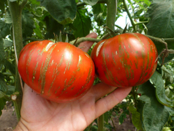 Помидоры Chocolate Stripes