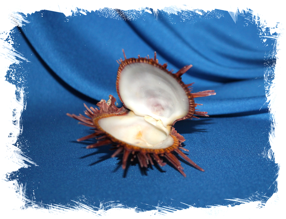 Ракушка Spondylus Gloriosus Visayensis, Спондилюс глориус висаенсис