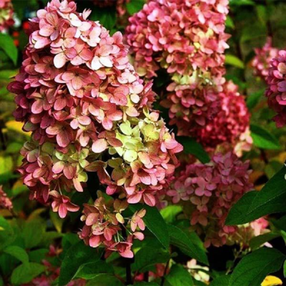 Меджикал кэндл «Magical Candle» С3