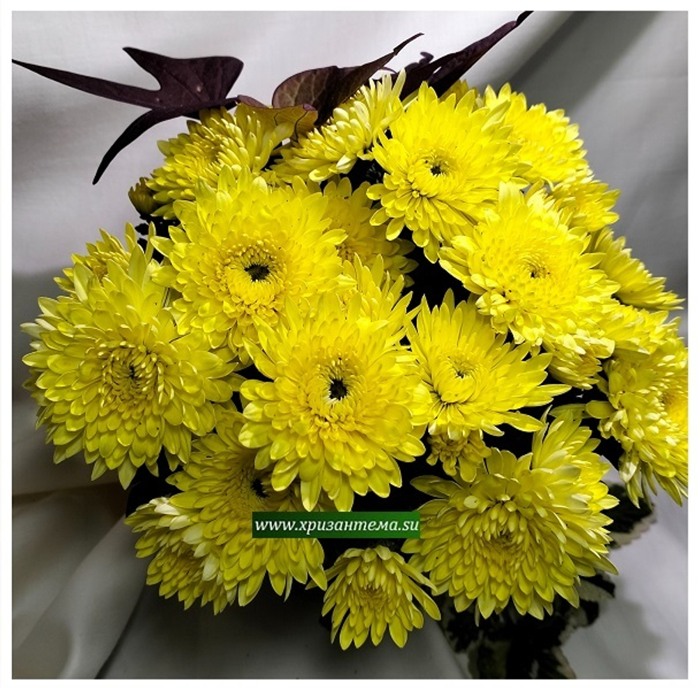 Мультифлора Mme Nicole Falce Jaune