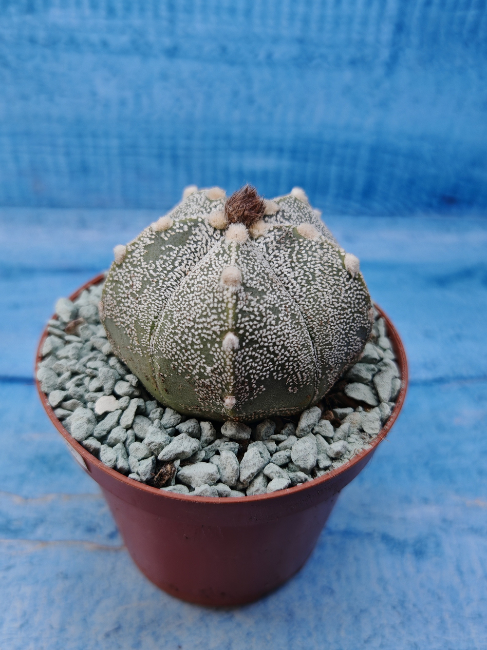 Astrophytum Asterias "Super Kabuto" (Астрофитум)