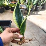 Сансевиерия BLACK SUPERBA