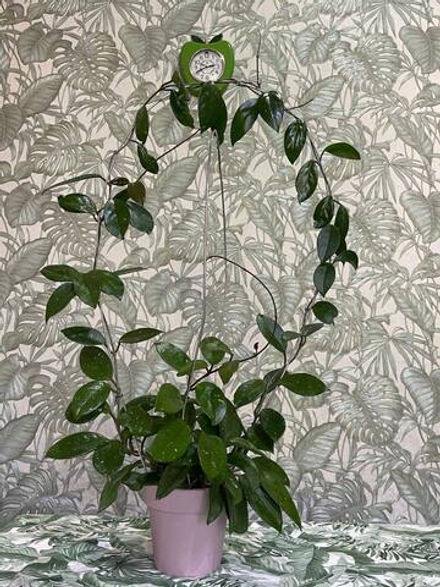 Хойя карноза (Восковой плющ) Живое ожерелье вашего дома! Душистый целитель и семейный оберег. (свежий срез растения для проращивания).