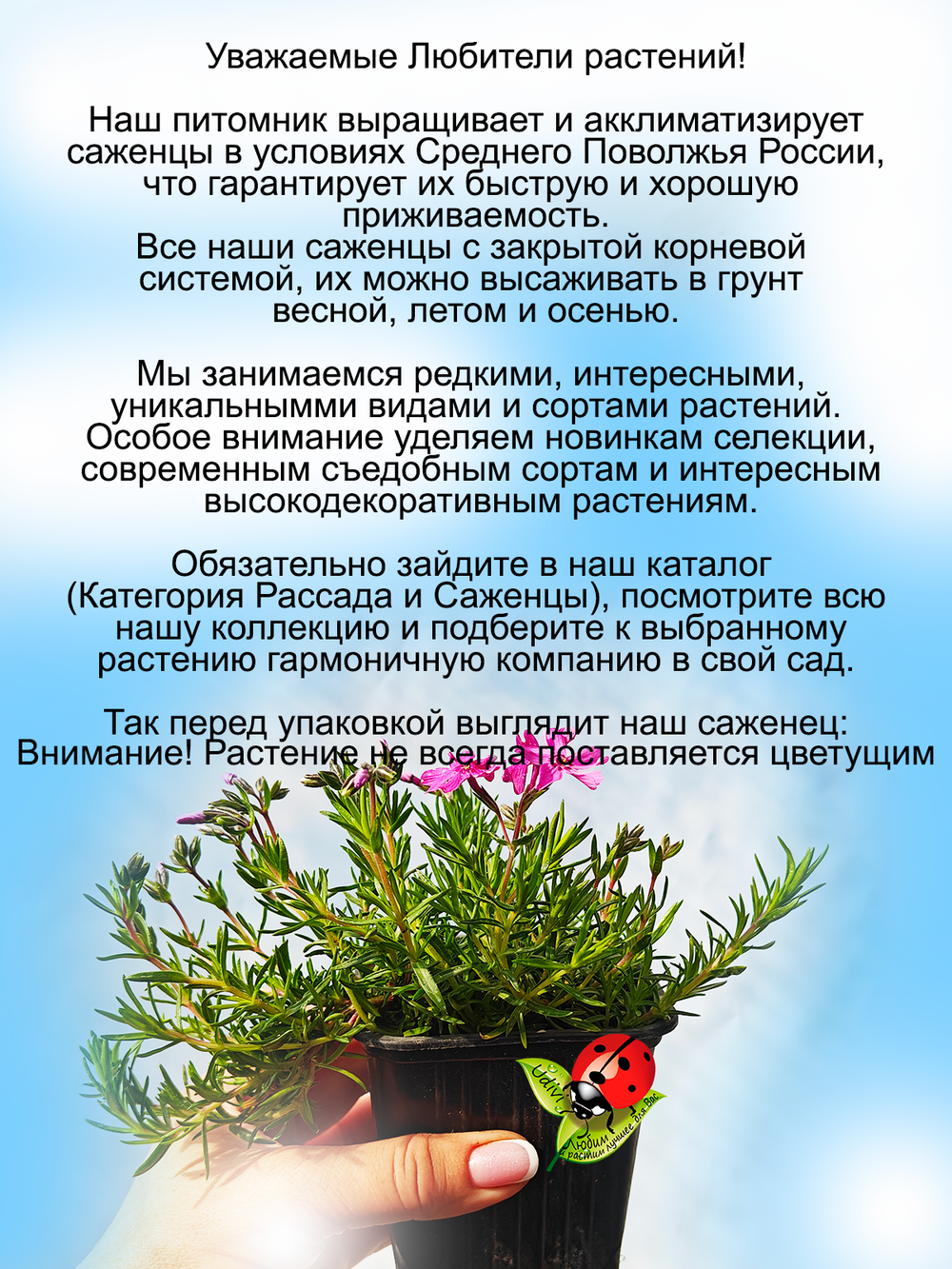 Флокс шиловидный Атропурпурея пурпурный многолетний