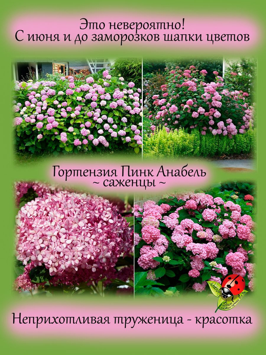 Гортензия Пинк Анабель розовая древовидная