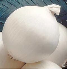 Сьерра Бланка F1 семена лука репчатого (Seminis / Семинис)