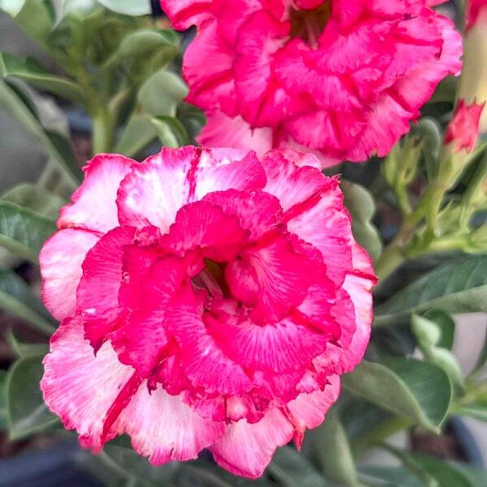 Адениум PRATHAN PHON