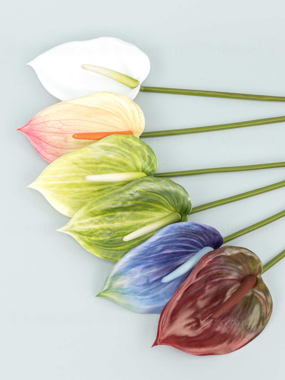 Антуриум Биг