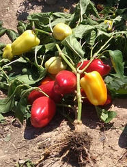 Фест F1 семена перца сладкого (Sakata / Саката)