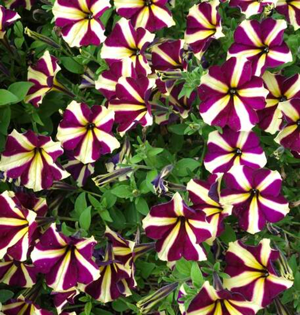 Петуния AMORE HEART & SOUL